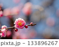 春の始まり紅梅 133896267
