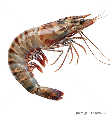 Appetizing raw tiger prawn fresh whole uncooked shrimp. Delicious seafood crustacean natural gourmet ingredient 133896272