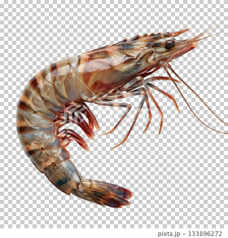 Appetizing raw tiger prawn fresh whole uncooked shrimp. Delicious seafood crustacean natural gourmet ingredient 133896272