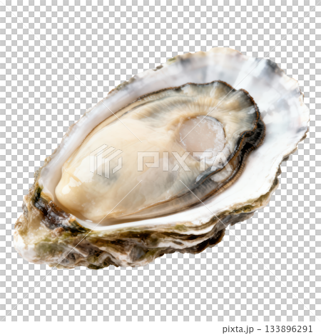 Single fresh raw oyster in half shell. delicious gourmet seafood appetizer and delicacy for fine dining 133896291