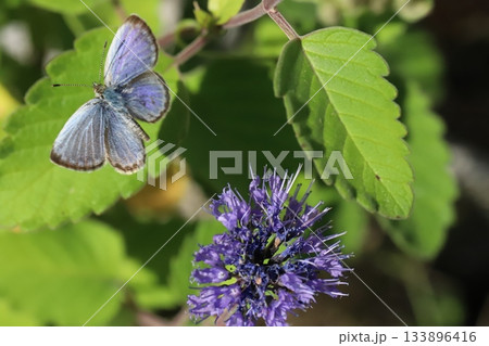 秋の庭に咲く紫色のダンギクの花の周辺を飛び回るヤマトシジミ蝶 133896416
