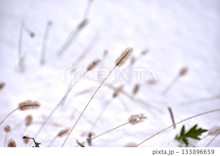 初雪の頃 133896659