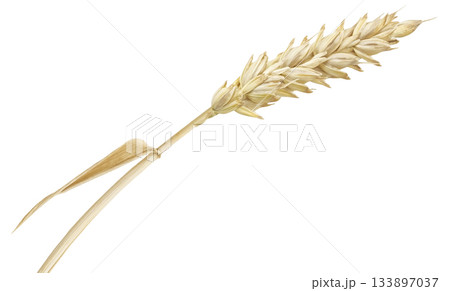 One wheat ear isolated on white background with clipping path 133897037