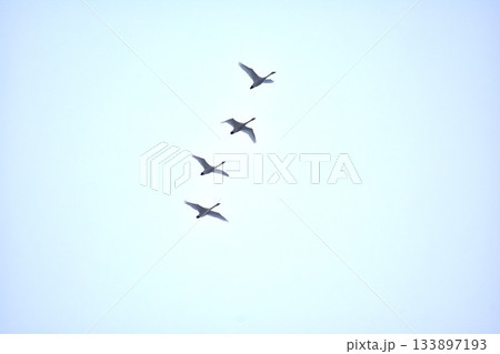 白鳥の渡り 133897193
