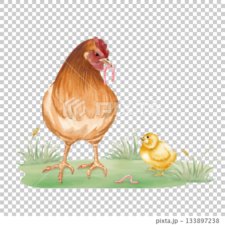 The brown mother hen gives the yellow chicken a worm. Watercolor illustration in natural colors. A chicken family on a green lawn. Realistic poultry yard clipart for decorating farm products and The brown mother hen gives the yellow chicken a worm. Watercolor illustration in natural colors. A chicken family on a green lawn. Realistic poultry yard clipart for decorating farm products and 133897238