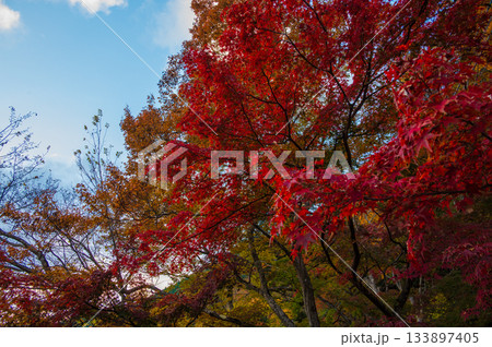 真っ赤な紅葉　秋の風景 133897405
