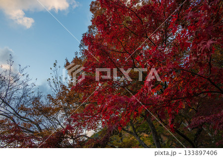 真っ赤な紅葉　秋の風景 133897406