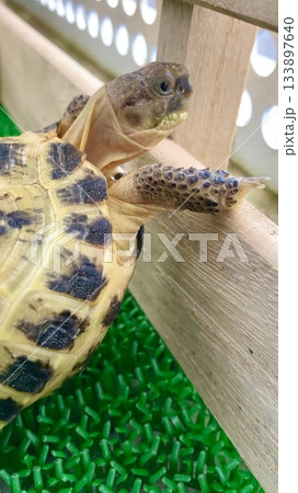 外の世界を見つめるロシアリクガメ 外の世界を見つめるロシアリクガメ 133897640