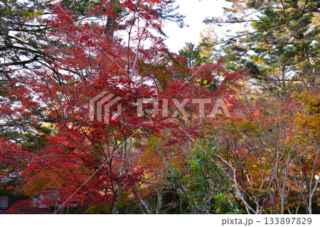 安芸の宮島・紅葉谷公園 133897829