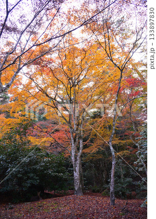 安芸の宮島・紅葉谷公園 133897830