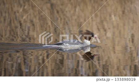 Female common merganser swimming gracefully in the calm waters of a Dutch wetland habitat during a sunny afternoon Female common merganser swimming gracefully in the calm waters of a Dutch wetland habitat during a sunny afternoon 133898019