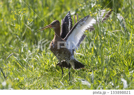 Black-tailed godwit displaying its wings in a lush Dutch meadow during springtime Black-tailed godwit displaying its wings in a lush Dutch meadow during springtime 133898021