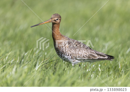 Black-tailed godwit foraging in lush grasslands of the Netherlands during springtime 133898023