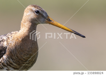 Black-tailed godwit stands gracefully in the wetlands of the Netherlands during the golden hour of late afternoon 133898024