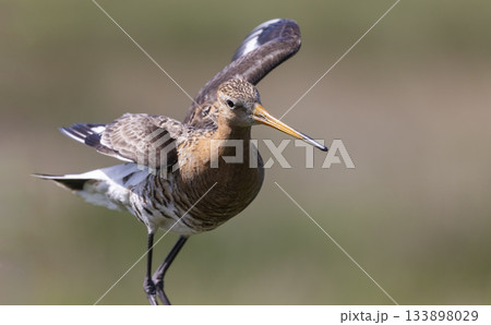 Black-tailed godwit gracefully poised in the fields of the Netherlands during springtime 133898029