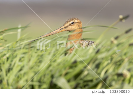 Black-tailed godwit foraging in lush grasslands of the Netherlands during spring 133898030