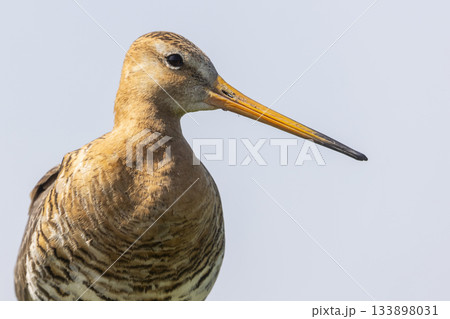 Black-tailed godwit foraging in wetlands of the Netherlands during spring season Black-tailed godwit foraging in wetlands of the Netherlands during spring season 133898031