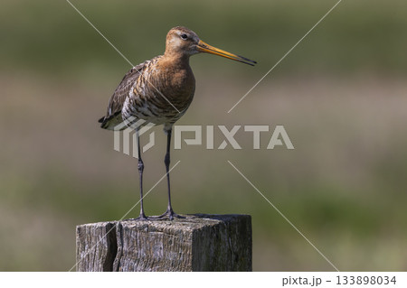Black-tailed godwit standing on a post in the wetlands of the Netherlands during a sunny day 133898034