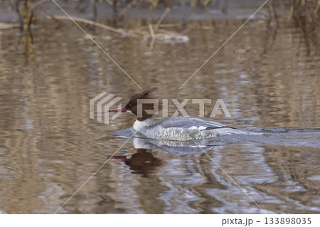 Female common merganser swimming in calm waters of the Netherlands during spring Female common merganser swimming in calm waters of the Netherlands during spring 133898035