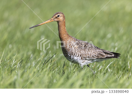 Black-tailed godwit wades through lush green grass in the Netherlands during springtime 133898040
