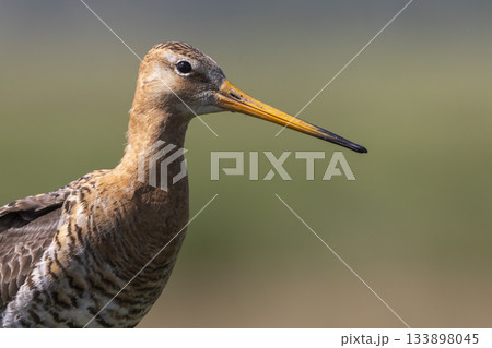 Black-tailed godwit in natural habitat during early morning in the Netherlands Black-tailed godwit in natural habitat during early morning in the Netherlands 133898045