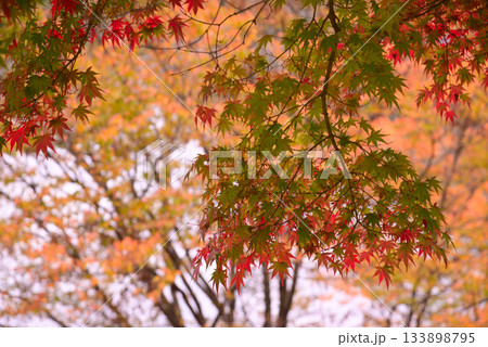 丹沢湖の紅葉 133898795