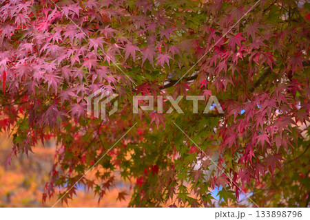 丹沢湖の紅葉 丹沢湖の紅葉 133898796