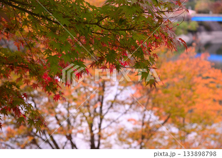 丹沢湖の紅葉 丹沢湖の紅葉 133898798