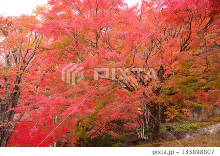 丹沢湖の紅葉 丹沢湖の紅葉 133898807
