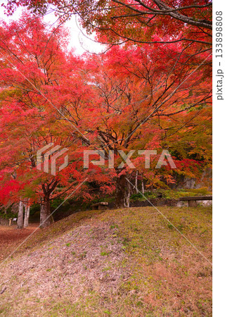 丹沢湖の紅葉 133898808