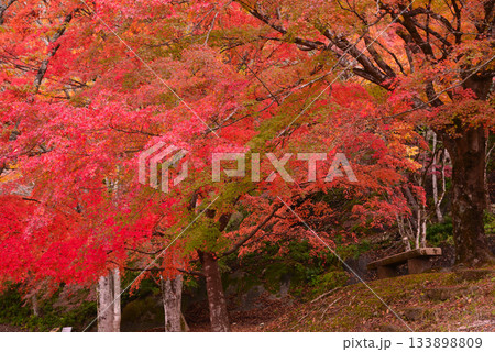 丹沢湖の紅葉 133898809