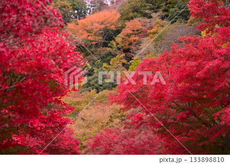 丹沢湖の紅葉 丹沢湖の紅葉 133898810