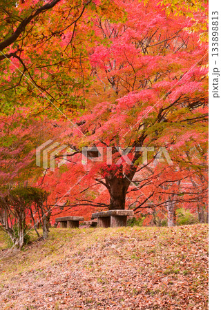 丹沢湖の紅葉 133898813