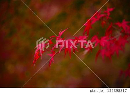 丹沢湖の紅葉 丹沢湖の紅葉 133898817