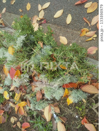 マツバギクとアサギリ草 133898979