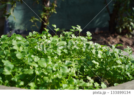 Green coriander leaves in a flowerpot in the garden. Sunlit cilantro sprouts grow in a concrete pot in a home garden. Concept for growing organic food at home. Close-up. Natural background. Horizontal 133899134