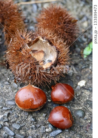 地面に落ちた栗 133899473
