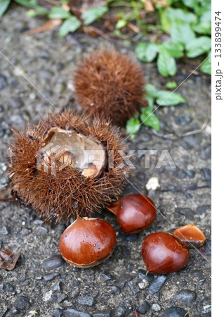 地面に落ちた栗 133899474