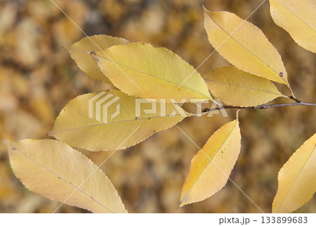 Bright yellow leaves on the branch 133899683