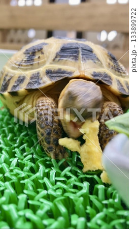 勢いよく食べすぎて顔がブレるロシアリクガメ 133899722