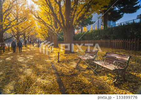 秋の東京・明治神宮外苑　木漏れ日射しこむイチョウ並木の風景【東京都・港区】 133899776