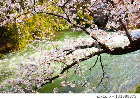 京都　岡崎疏水の桜 133899879