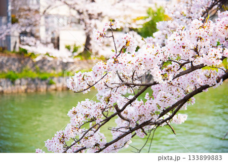 京都　岡崎疏水の桜 133899883