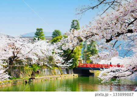 京都 岡崎疏水の桜 京都 岡崎疏水の桜 133899887