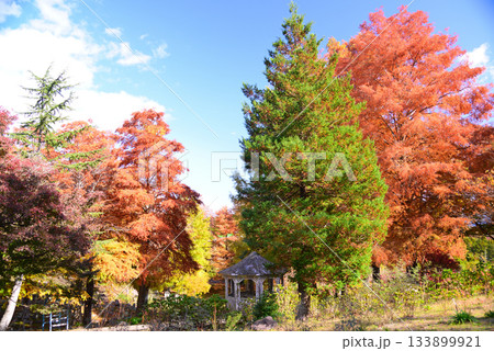 紅葉の修善寺虹の郷 紅葉の修善寺虹の郷 133899921
