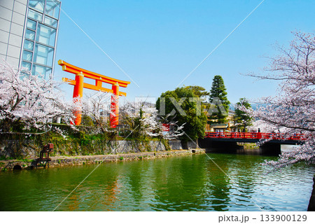 京都　岡崎疏水の桜 133900129