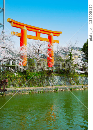 京都　岡崎疏水の桜 133900130
