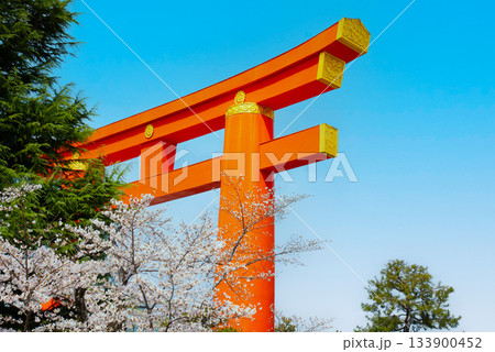 京都　岡崎疏水の桜 133900452