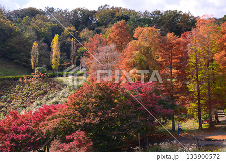紅葉の修善寺虹の郷 紅葉の修善寺虹の郷 133900572