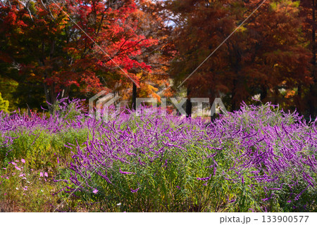 紅葉の修善寺虹の郷 紅葉の修善寺虹の郷 133900577